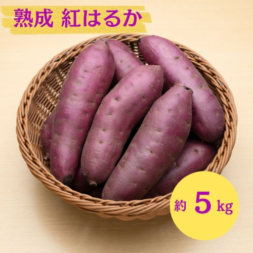 にかほ市 象潟町 大須郷産「 さつまいも 2ヶ月 熟成 紅はるか 5kg 」【 産地直送 国産 芋 おいも 定番 焼き芋 イモ 野菜 長期熟成 秋田県 にかほ】 2445873 - 秋田県にかほ市