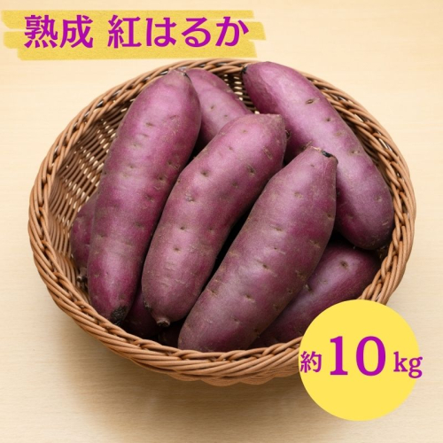 にかほ市 象潟町 大須郷産「 さつまいも 2ヶ月 熟成 紅はるか 10kg 」【 産地直送 国産 芋 おいも 定番 焼き芋 イモ 野菜 長期熟成 秋田県 にかほ】 2445875 - 秋田県にかほ市