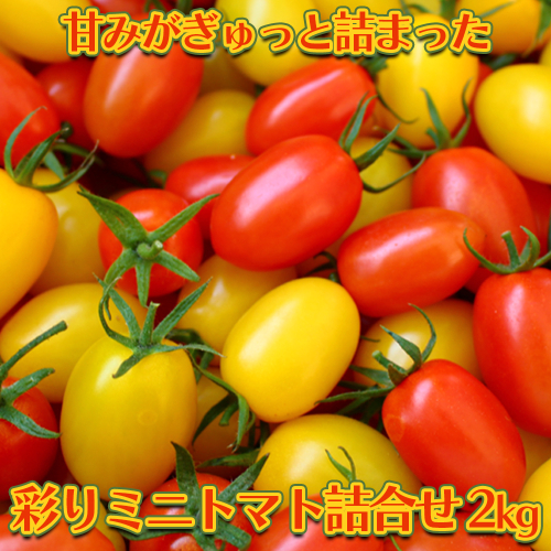 甘みがぎゅっと詰まった 宮城県大崎市鹿島台産 彩りミニトマト詰合せ 2kg（予約受付中） 2445880 - 宮城県大崎市