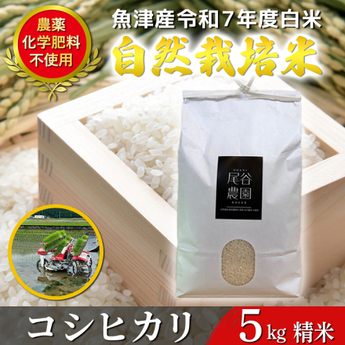 【令和7年度産米】尾谷農園 自然栽培米コシヒカリ 精米5kg ※北海道・沖縄・離島への配送不可 2446119 - 富山県魚津市