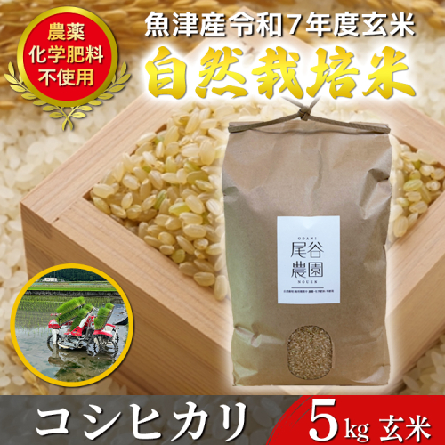 【令和7年度産米】尾谷農園 自然栽培米コシヒカリ 玄米5kg ※北海道・沖縄・離島への配送不可 2446123 - 富山県魚津市