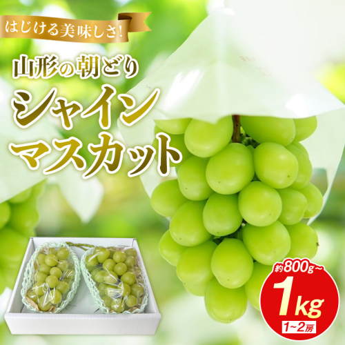 はじける美味しさ！山形の朝どりシャインマスカット 800g～1kg 1～2房【令和8年産先行予約】FS25-134 2446149 - 山形県山形市