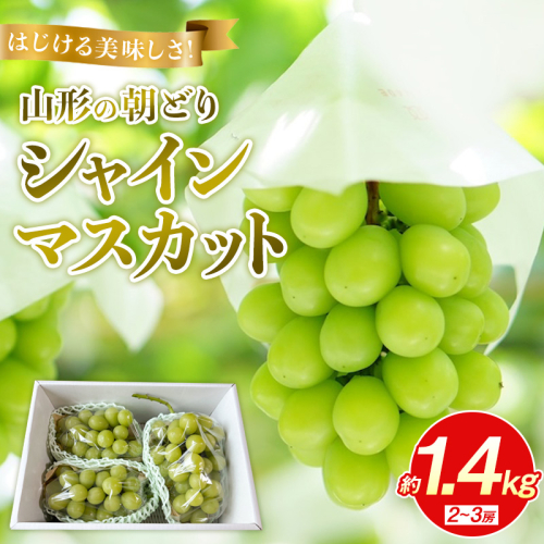 はじける美味しさ！山形の朝どりシャインマスカット 約1.4kg 2～3房【令和8年産先行予約】FS25-135 2446151 - 山形県山形市