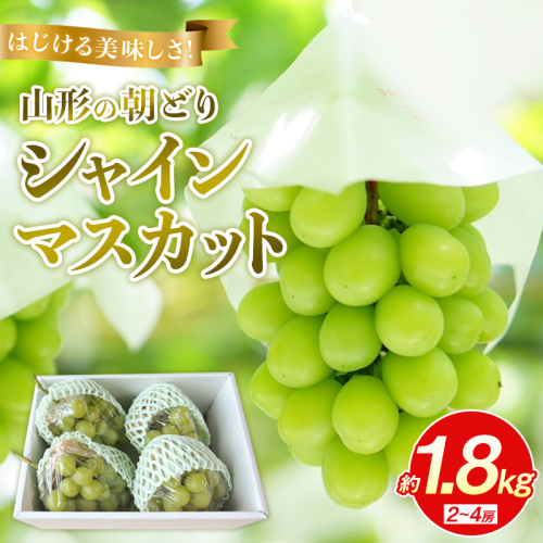 はじける美味しさ！山形の朝どりシャインマスカット 約1.8kg 2～4房【令和8年産先行予約】FS25-136 2446282 - 山形県山形市