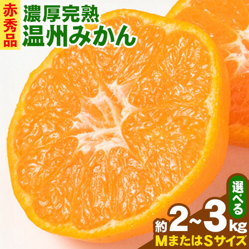 【先行予約】赤秀品 紀州有田産 濃厚完熟温州みかん 選べる内容量 2kg 3kg (MサイズまたはSサイズ) 魚鶴商店《2026年11月下旬-2027年1月下旬頃出荷》和歌山県 日高川町 みかん ミカン 蜜柑 フルーツ 柑橘 2446294 - 和歌山県日高川町