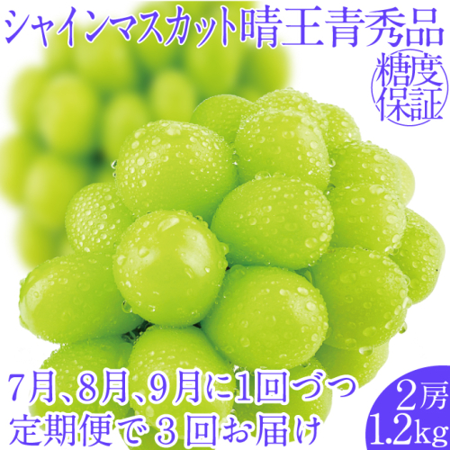 2026年先行予約【3回定期便】シャインマスカット晴王2房 約1.2kg 7月8月9月に出荷 人気 岡山県産 種無し 皮ごと食べる みずみずしい ハレノフルーツ 2446460 - 岡山県瀬戸内市