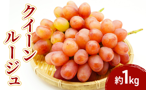 2026年産先行予約クイーンルージュ 1kg　果物 フルーツ ぶどう　長野県 2447652 - 長野県長野市