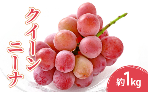 2026年産先行予約クイーンニーナ 1kg 果物 フルーツ ぶどう 長野県 2447653 - 長野県長野市