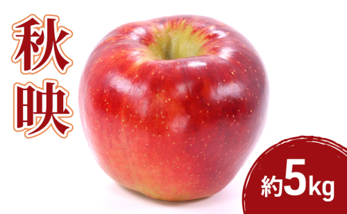 2026年産先行予約秋映 5kg 果物 フルーツ りんご 長野県 2447656 - 長野県長野市