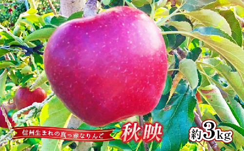 【2026年産】 りんご 秋映 約3kg 林檎 リンゴ 果物 くだもの フルーツ デザート 旬の果物 旬のフルーツ 長野県 長野 信州 2448647 - 長野県上田市