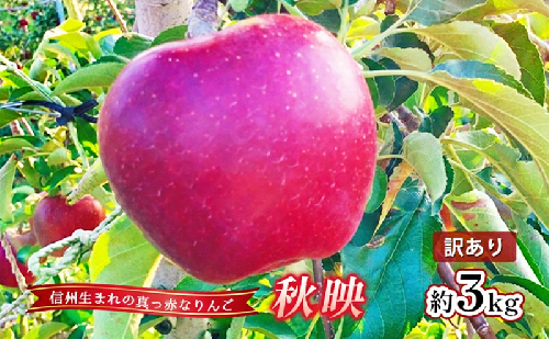 【2026年産】 訳あり りんご 秋映 約3kg 林檎 リンゴ 果物 くだもの フルーツ デザート 旬の果物 旬のフルーツ 訳アリ 長野県 長野 信州 2448648 - 長野県上田市