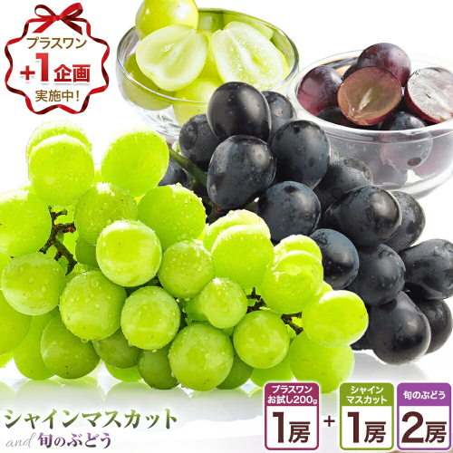 〈プラスワン企画実施中〉 シャインマスカット 1房・旬のぶどう 2房 ＋ お試しぶどう 1房 計 2kg Orchard M《8月中旬-10月上旬頃出荷》熊本県 長洲町 シャインマスカット ぶどう マスカット 果物 フルーツ スイーツ デザート 2451068 - 熊本県長洲町