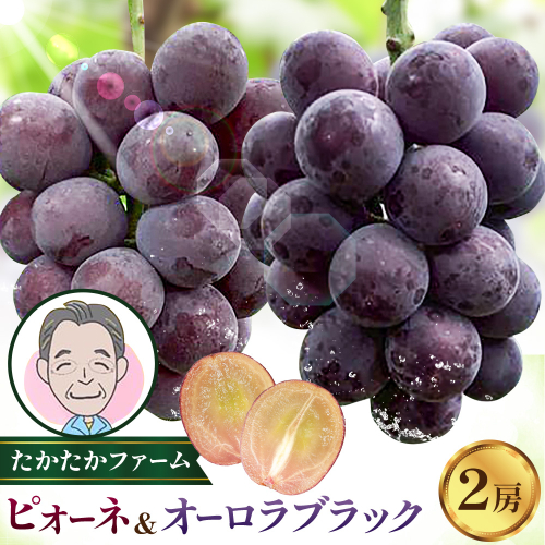 ぶどう ピオーネ オーロラブラック 計2房 1kg 以上 《8月下旬-9月中旬頃出荷》 たかたかファーム ブドウ 葡萄 黒系 果物 フルーツ ギフト 岡山県 笠岡市 2451191 - 岡山県笠岡市
