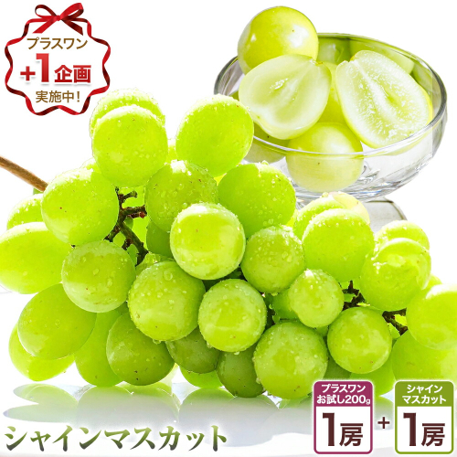 〈プラスワン企画実施中〉 シャインマスカット 1房 ＋ お試しぶどう 1房 計2房 Orchard M《8月中旬-10月上旬頃出荷》熊本県 長洲町 シャインマスカット ぶどう マスカット 果物 フルーツ スイーツ デザート 2451321 - 熊本県長洲町