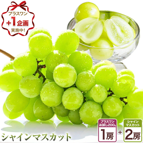 〈プラスワン企画実施中〉 シャインマスカット 2房 ＋お試しぶどう 1房 計 約1.4kg Orchard M《8月中旬-10月上旬頃出荷》熊本県 長洲町 シャインマスカット ぶどう マスカット 果物 フルーツ スイーツ デザート 2451343 - 熊本県長洲町