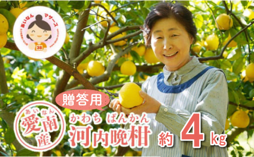 数量限定 先行予約 贈答用 河内晩柑 4kg 10000円 みかん かわちばんかん mikan 蜜柑 ミカン かわちばんかん 愛南ゴールド あいなん ゴールド 文旦 派生 和製 グレープフルーツ 産地直送 国産 農家直送 期間限定 特産品 ゼリー ジュース アイス 等に 人気 限定 甘い さわやか フルーツ 果物 柑橘 蜜柑 ギフト プレゼント あいなんマザーズ 愛南町 愛媛県 2453832 - 愛媛県愛南町