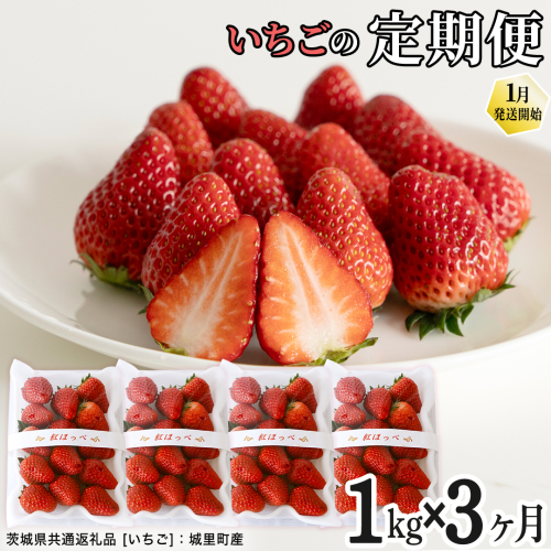【定期便】いちご3ヶ月連続お届け便 （250g×4パック）×3回　【2027年1月から発送開始】（茨城県共通返礼品 [いちご]：城里町産） | 果物 フルーツ イチゴ 苺 白いちご とちおとめ 紅ほっぺ やよいひめ 定期便 [FC26-NT] 2454418 - 茨城県つくばみらい市