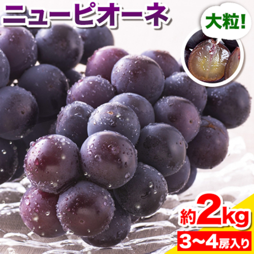 【先行予約】ぶどう ピオーネ ニューピオーネ 約2kg 3～4房 果物 スイーツ フルーツ デザート 葡萄 吉備高原の農園 幸屋 sachiya 岡山県 浅口市《9月上旬から９月中旬に発送予定(土日祝除く)》 2454720 - 岡山県浅口市