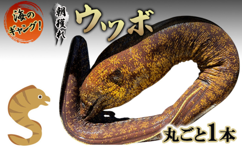 海のギャング 朝獲れウツボ！ 丸ごと1本 ウツボ うつぼ タタキ 唐揚げ 冷蔵 煮付け 酢の物 味噌つけ 酒のつまみ おかず 河津町 静岡県 2454891 - 静岡県河津町