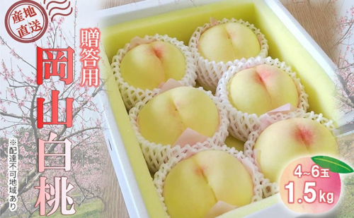 【桃 2026年 先行予約】贈答用 岡山白桃 約1.5kg(4～6玉) もも モモ 岡山県 国産 フルーツ 果物 2455018 - 岡山県里庄町
