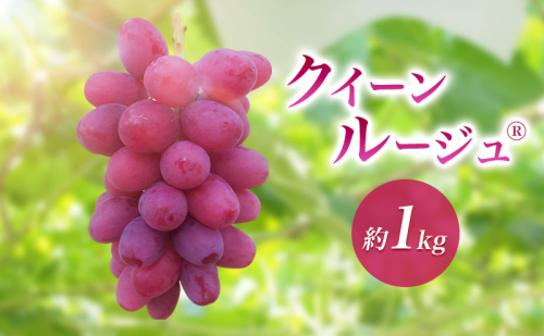 2026年産クイーンルージュ(R)約1kg　果物 葡萄 ぶどう 赤ぶどう マスカット フルーツ 長野県 駒ケ根市 2455092 - 長野県駒ヶ根市