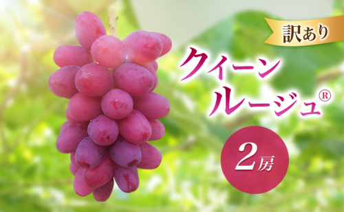 2026年産訳ありクイーンルージュ(R)2房　果物 葡萄 ぶどう 赤ぶどう マスカット フルーツ 長野県 駒ケ根市 2455093 - 長野県駒ヶ根市