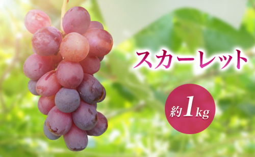2026年産スカーレット約1kg　種なし 果物 葡萄 ぶどう マスカット フルーツ 長野県 駒ケ根市 2455094 - 長野県駒ヶ根市