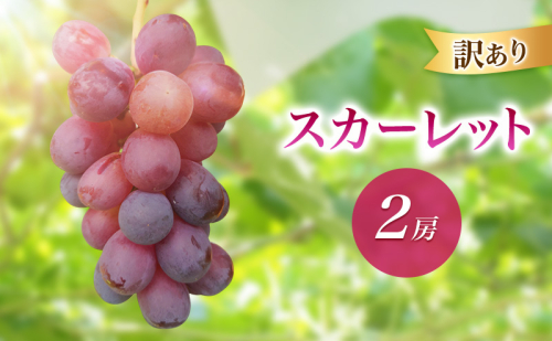 2026年産訳ありスカーレット２房　種なし 果物 葡萄 ぶどう マスカット フルーツ 長野県 駒ケ根市 長野県 駒ケ根市 2455095 - 長野県駒ヶ根市