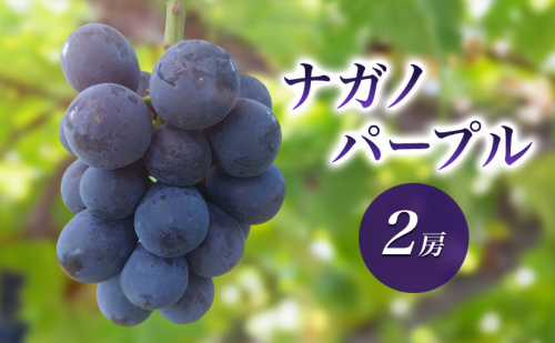 2026年産ナガノパープル2房　 種なし 果物 葡萄 ぶどう フルーツ 長野県 駒ケ根市 2455096 - 長野県駒ヶ根市