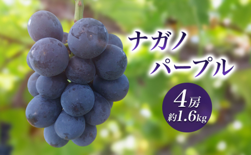 2026年産ナガノパープル４房　約1.6kg　 種なし 果物 葡萄 ぶどう フルーツ 長野県 駒ケ根市 2455097 - 長野県駒ヶ根市