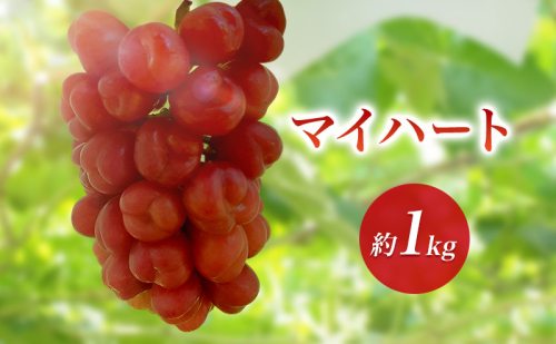 2026年産マイハート 約1kg　種なし 果物 葡萄 ぶどう マスカット フルーツ 長野県 駒ケ根市 2455098 - 長野県駒ヶ根市