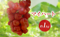 2026年産マイハート 約1kg　種なし 果物 葡萄 ぶどう マスカット フルーツ 長野県 駒ケ根市