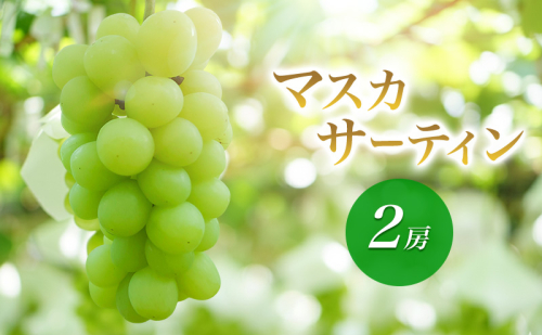 2026年産訳ありマスカサーティン ２房　種なし 果物 葡萄 ぶどう マスカット フルーツ 長野県 駒ケ根市 2455099 - 長野県駒ヶ根市