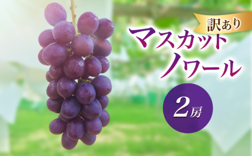2026年産訳ありマスカットノワール ２房　種なし 果物 ぶどう 葡萄 マスカット フルーツ 長野県 駒ケ根市 長野県 駒ケ根市 2455101 - 長野県駒ヶ根市