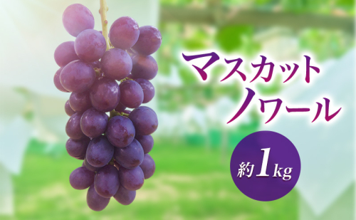 2026年産マスカットノワール 約1kg　種なし 果物 ぶどう 葡萄 マスカット フルーツ 長野県 駒ケ根市 2455102 - 長野県駒ヶ根市