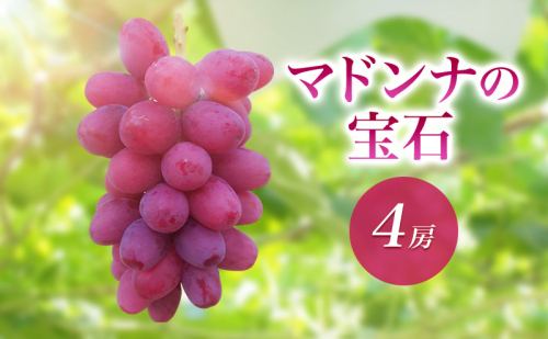 2026年産マドンナの宝石 4房　果物 ぶどう 葡萄 マスカット フルーツ 長野県 駒ケ根市 2455104 - 長野県駒ヶ根市