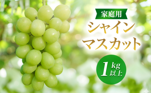 2026年産家庭用シャインマスカット 1kg以上　種なし 果物 ぶどう 葡萄 マスカット フルーツ 長野県 駒ケ根市 2455105 - 長野県駒ヶ根市