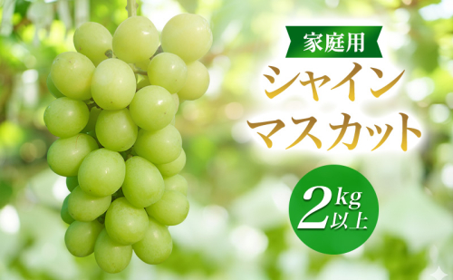 2026年産家庭用シャインマスカット 2kg以上　種なし 果物 ぶどう 葡萄 マスカット フルーツ 長野県 駒ケ根市 2455106 - 長野県駒ヶ根市