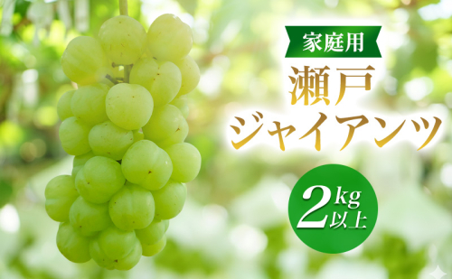 2026年産家庭用瀬戸ジャイアンツ２kg以上　果物 ぶどう 葡萄 マスカット フルーツ 大粒 種なし 長野県 駒ケ根市 2455108 - 長野県駒ヶ根市