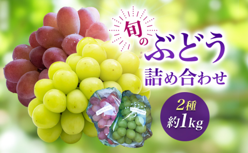 2026年産旬のぶどう詰め合わせ2種約1kg　果物 ぶどう 葡萄 マスカット フルーツ 種なし 詰め合わせ 長野県 駒ケ根市 2455109 - 長野県駒ヶ根市