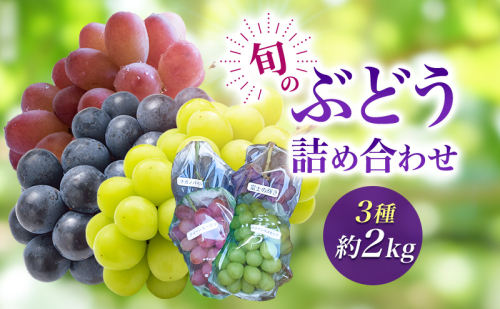2026年産旬のぶどう詰め合わせ3種約２kg　果物 ぶどう 葡萄 マスカット フルーツ  種なし 詰め合わせ 長野県 駒ケ根市 2455110 - 長野県駒ヶ根市