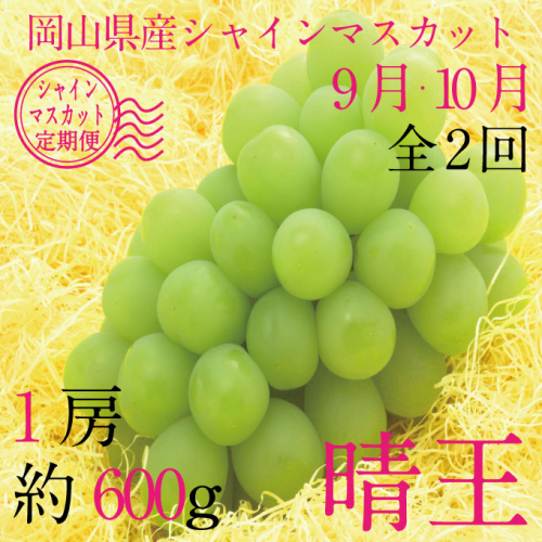 【定期便 全2回】 ぶどう 2026年 先行予約 9月・10月発送 シャインマスカット 晴王 1房 約600g ブドウ 葡萄 岡山県産 国産 フルーツ 果物 ギフト 2455131 - 岡山県瀬戸内市