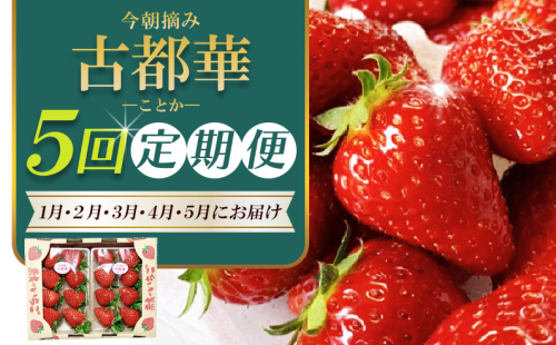 【 いちご１月から計5回定期便 】 ◆古都華　約３００g×２パック×５回 ◆ 【今朝摘みの丸笑いちご園】 ／ フルーツ いちご 苺 イチゴ 果物 くだもの 新鮮 完熟 朝採り 高級 希少品種 甘い 奈良県 葛城市【maru-tkb004】 2455226 - 奈良県葛城市