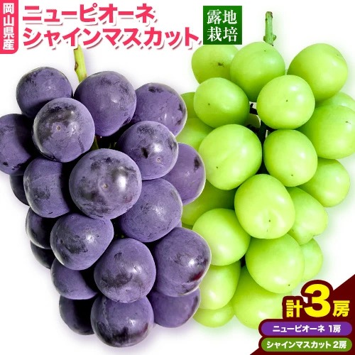 岡山県産ニューピオーネ＆シャインマスカット「晴王」 Cセット （1房580g以上）先行受付《9月上旬-10月下旬頃》【配送不可地域あり】
 2455289 - 岡山県笠岡市