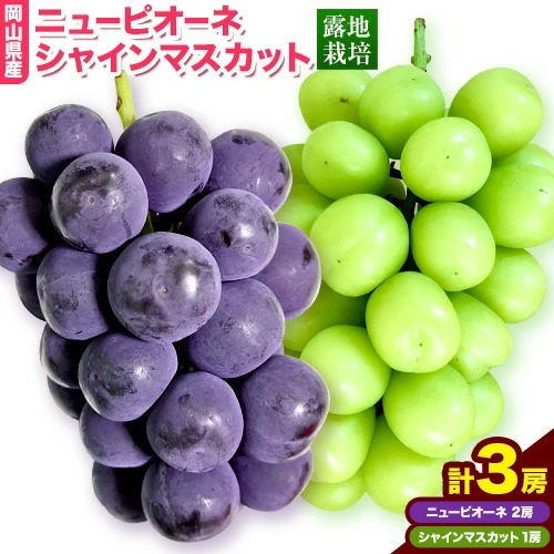 岡山県産ニューピオーネ＆シャインマスカット「晴王」 Bセット （1房580g以上）先行受付《9月上旬-10月下旬頃》【配送不可地域あり】
 2455290 - 岡山県笠岡市