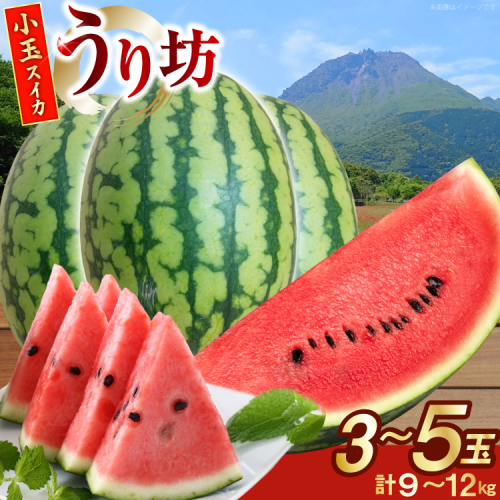 AJ645 【令和8年度出荷分】 島原スイカ倶楽部 小玉スイカ うり坊 3～5玉 計9～12kg [ 先行予約 数量限定 小玉 うり坊 スイカ 西瓜 フルーツ 果物 長崎 長崎県 島原市 ] 2455302 - 長崎県島原市