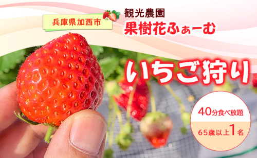 いちご狩り40分食べ放題 65歳以上1名 いちご狩り 食べ放題 40分 いちご イチゴ 苺 観光 レジャー 兵庫県 加西市 2456516 - 兵庫県加西市