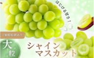 【2026年先行予約】【訳あり】 NISSHOKU FARM ご家庭用シャインマスカット 約1.0㎏（1～3房） / 甘い 岡山 訳アリ わけあり ぶどう ブドウ 葡萄 シャインマスカット 先行予約 フルーツ 果物 特選 真庭市 フルーツ王国【nisfarm019-01】