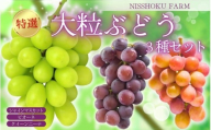 【2026年先行予約】【発送月固定全3回定期便】10月～12月 大粒ぶどうの詰め合わせ全3回【nisfarm022-01】