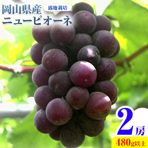 【ふるさと納税】【先行予約】 岡山県産 ニューピオーネ 2房 480g以上 露地栽培 有限会社ホーティカルチャー神島《9月中旬-10月下旬頃出荷》岡山県 笠岡市 葡萄 果物 厳選出荷 スイーツ フルーツ デザート 種なしぶどう【配送不可地域あり】 2457264 - 岡山県笠岡市